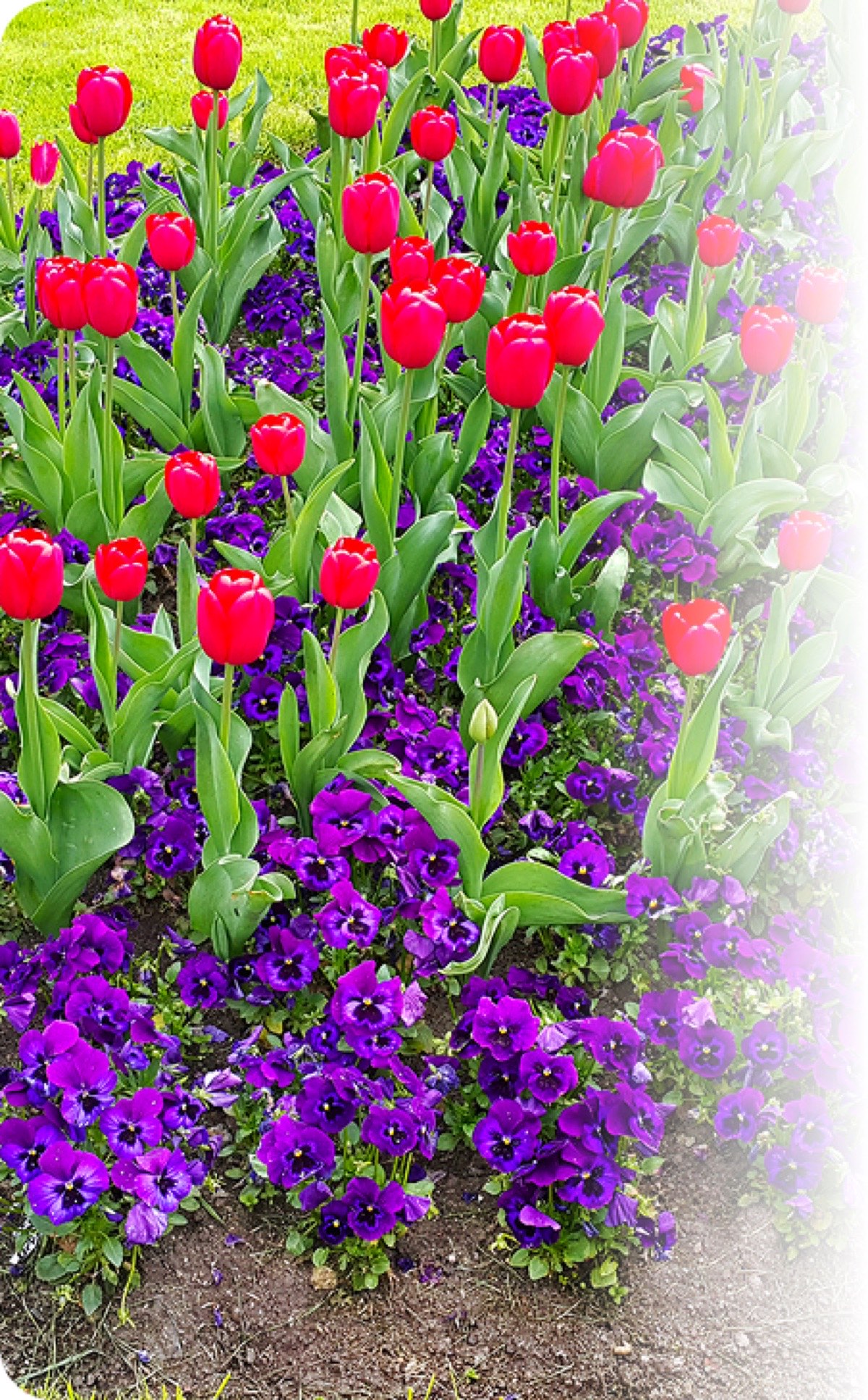 Lawn Care & Landscaping