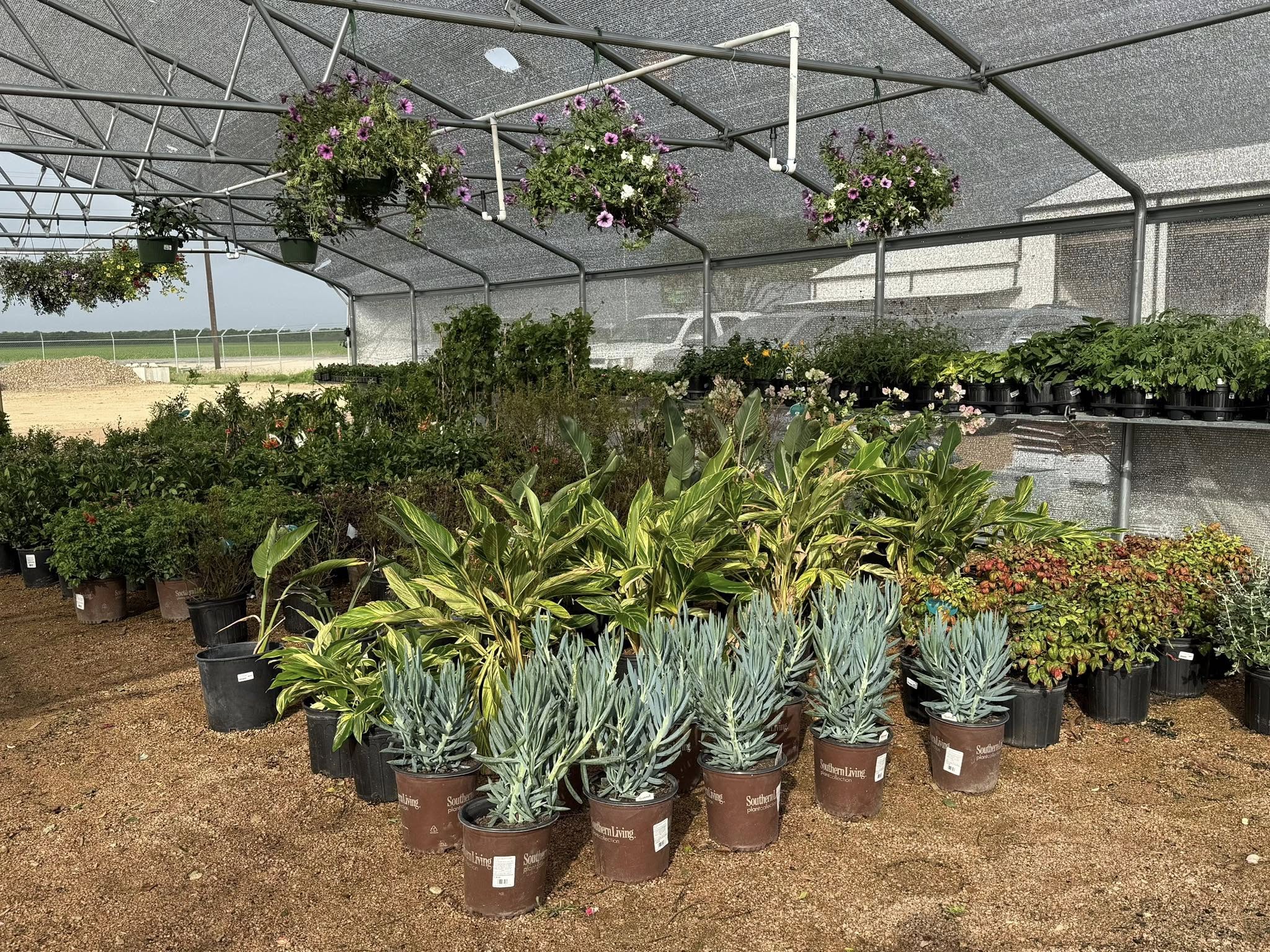 Outdoor Plants gallery