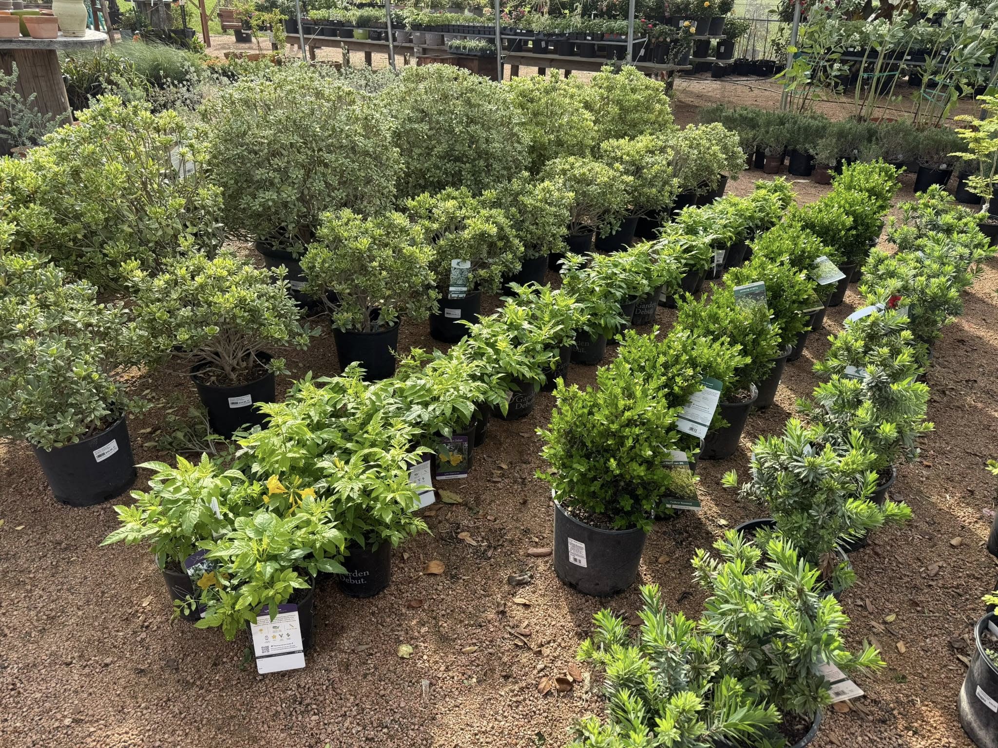 Outdoor Plants gallery