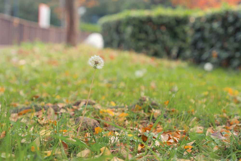 Lawn Care & Landscaping